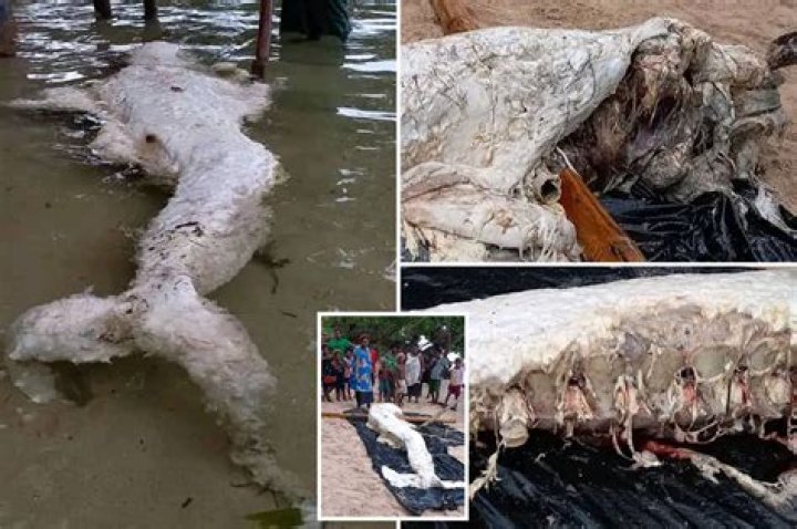 Strange creature that changes from human to animal captured by a farmer in Ghana (photos)