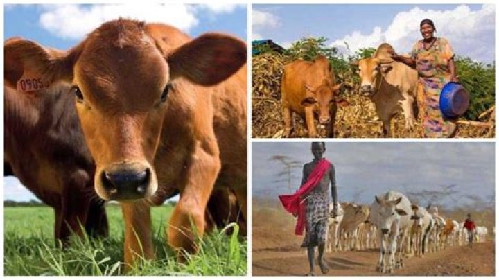 Advantages and disadvantages of pastoral farming explained