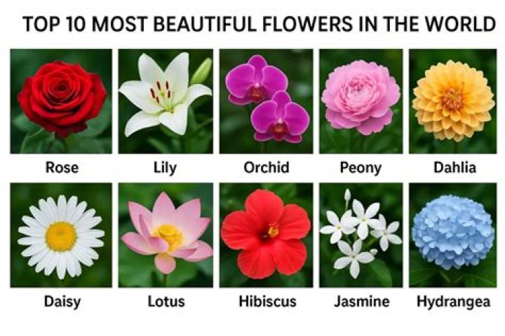 Top 10 flowers of love and their meaning