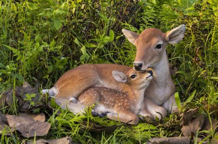 Touching Moment Man Came out of His Car to Save Baby Deer From Being Hit, Video Makes Many People Emotional