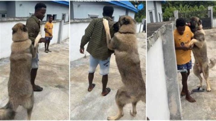 "How Dog Go Tall Pass Me": Nigerian Man Shows off His Big Dog, Video of the Huge Animal Stuns Many