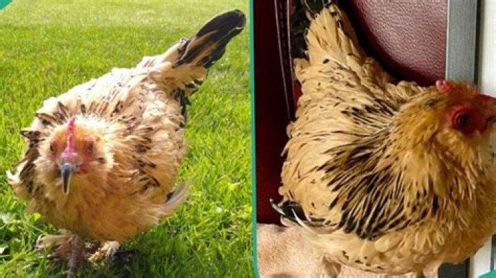 World's Oldest Chicken, Named Peanut, Dies at Age 21 on Christmas Day