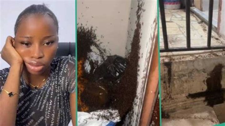 "Who Did I Offend?" Nigerian Lady Begs as Soldier Ants Take over Her Home, Shares Worrying Video