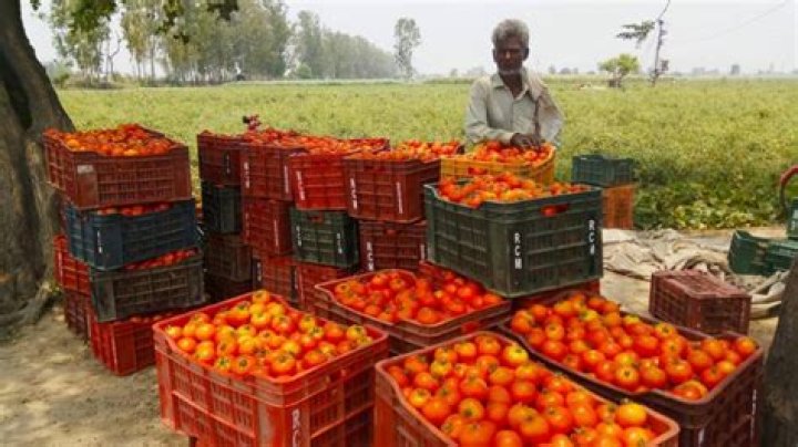 FG Moves to Find Solution to Rising Tomato Price, Gives Reasons for Hike
