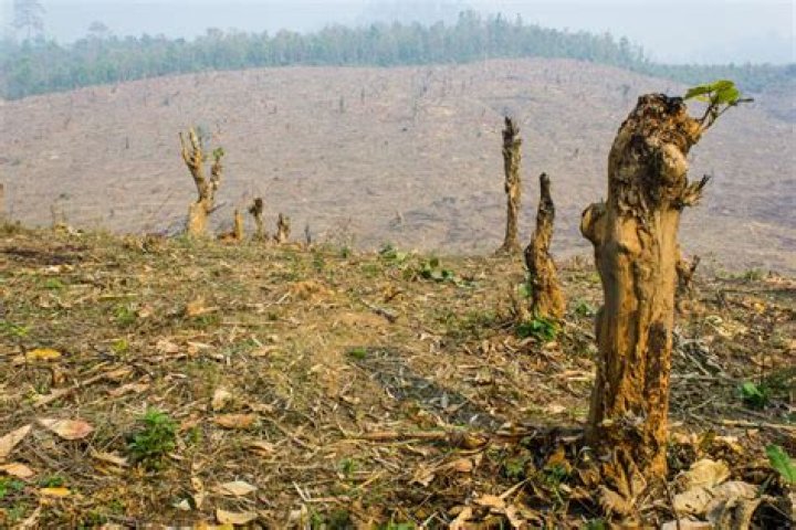 'All Eyes on Papua' campaign generates interest in deforestation cases
