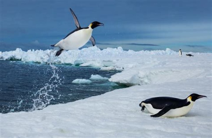 A zoo has 15 Emperor penguins. The Emperor penguins make up 30% percent of all the penguins at the z