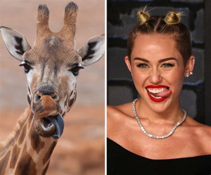 Animals That Look Like Celebrities – Nature’s Impersonators