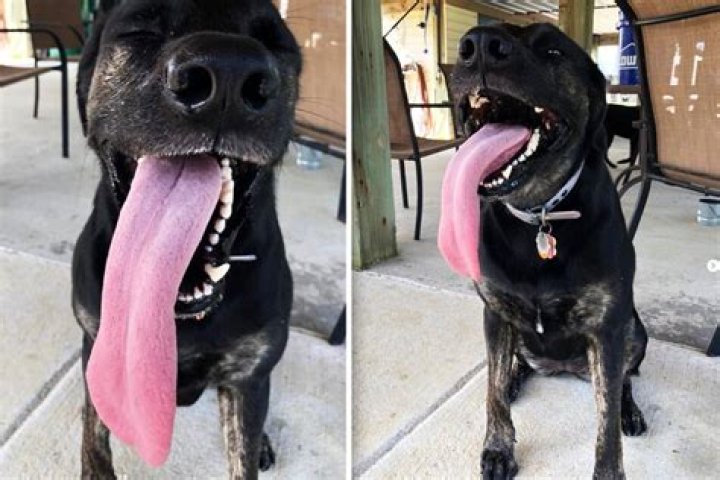 People Can't Stop Photoshopping This Dog With A Gigantic Tongue