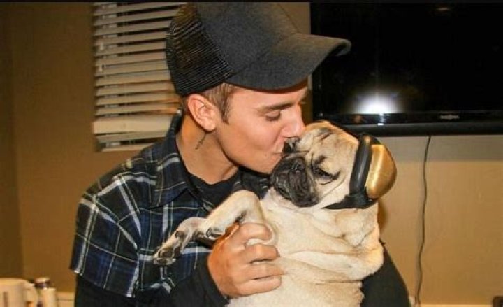 Doug the Pug Net Worth – How Much Is Doug the Pug Worth?