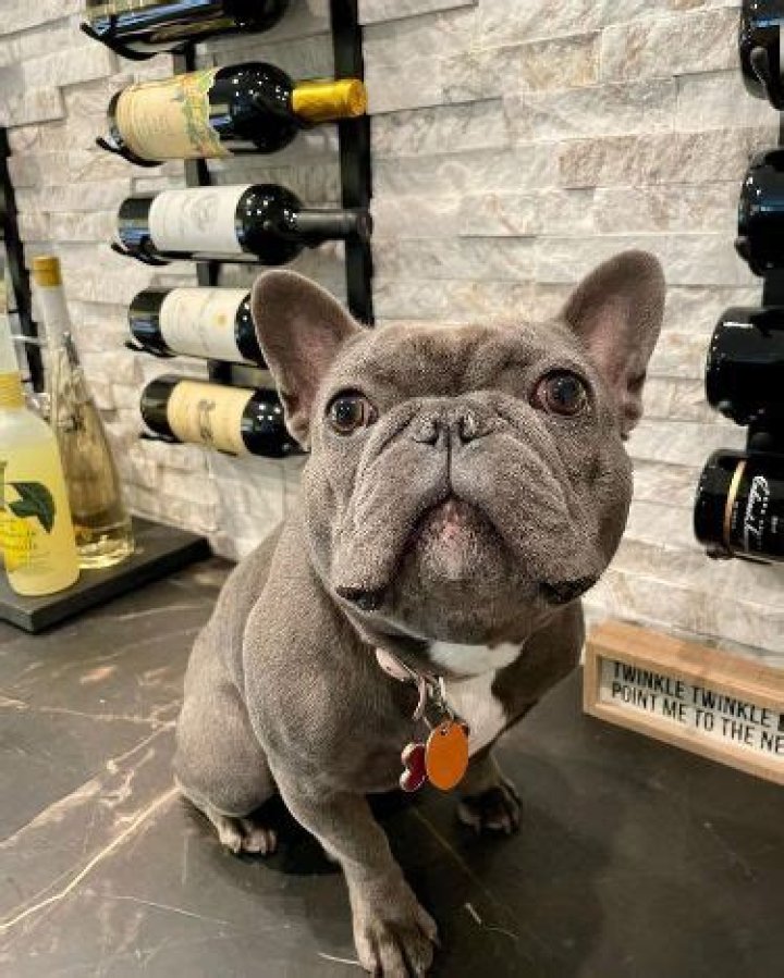 Frenchie Net Worth 2024