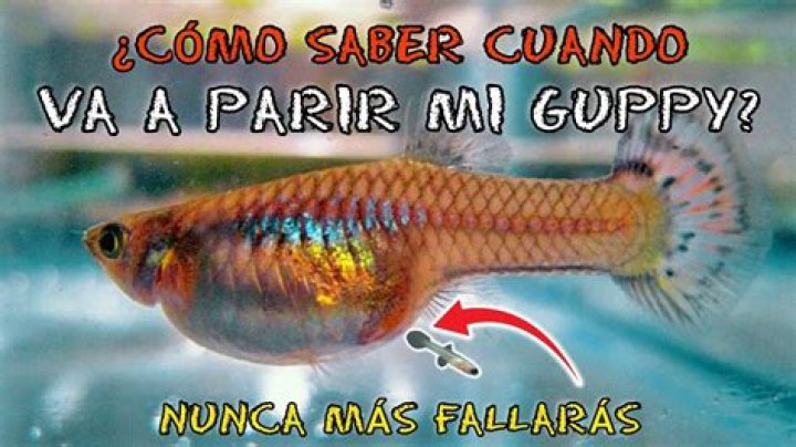 Guppy the Pug Net Worth