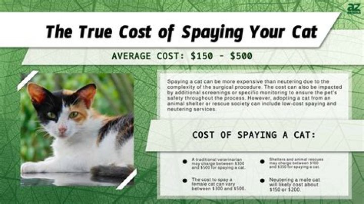 How Much Does It Cost to Get a Cat Spayed?