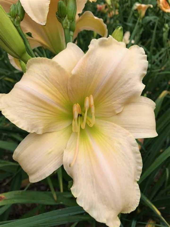 Father William Angelo And Mother Sandy S. Arias
