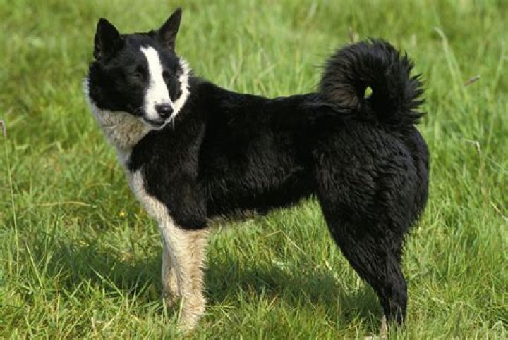 Karelian Bear Dog Price, Size, Temperament, Bite Force, Weight, and Colors