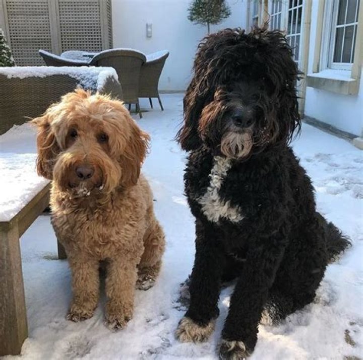 Get To Know Louis Tomlinson’s Dogs — Bruce and Clifford