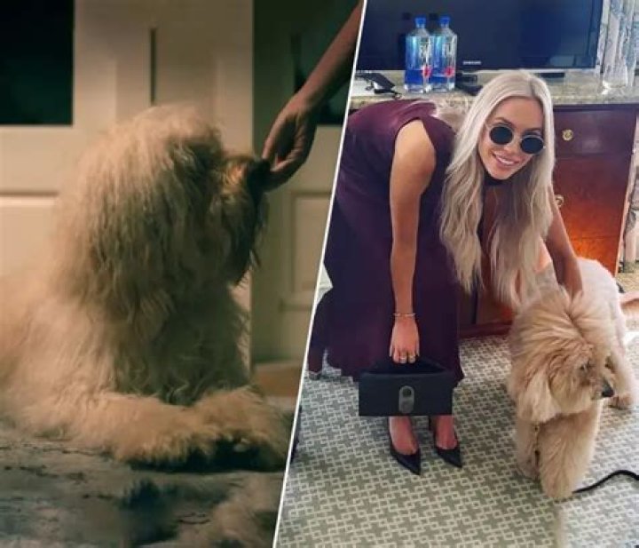 Who Is Mr Sexy Zoom Man? Why We Think It’s Matthew Kaplan Explained