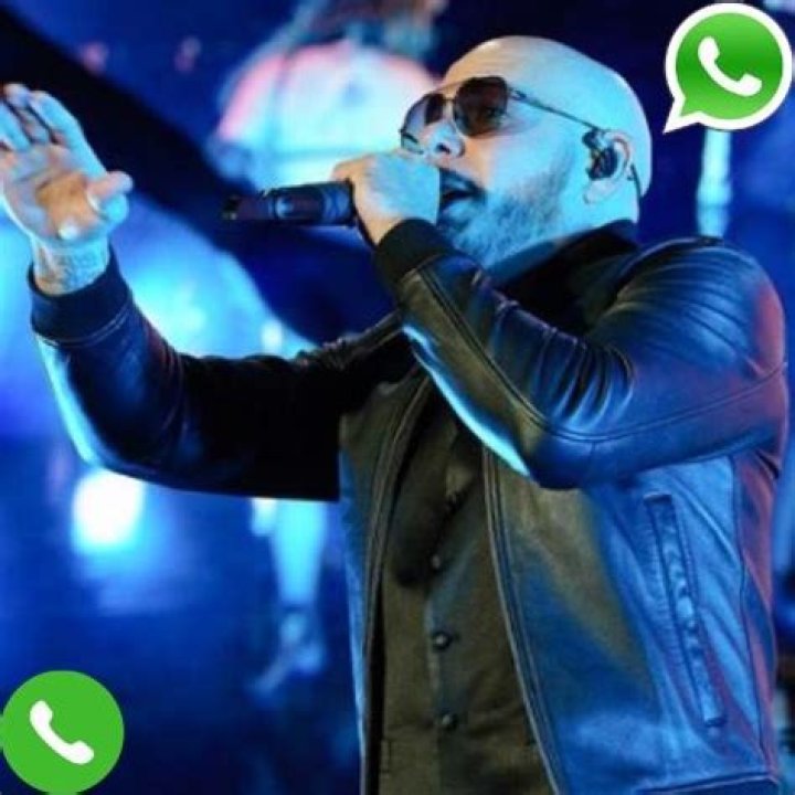 Pitbull Phone Number, WhatsApp Number Contact Number Mobile