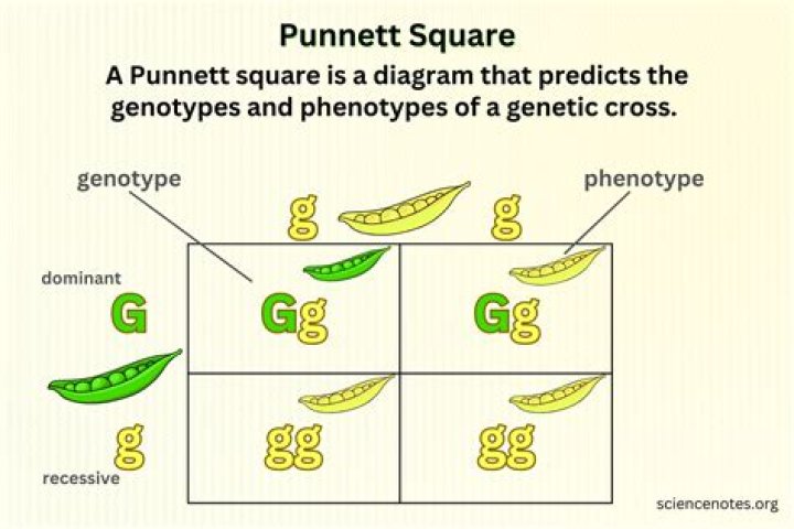 Punnett Square Calculator