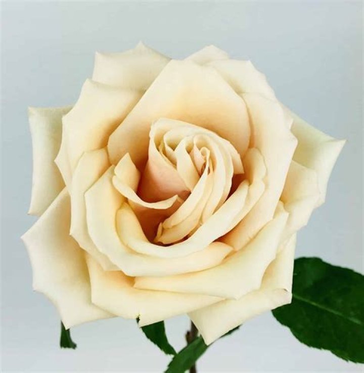 Sahara Rose Author, Bio, Wiki, Age, Height, Husband, Podcast, and Net Worth