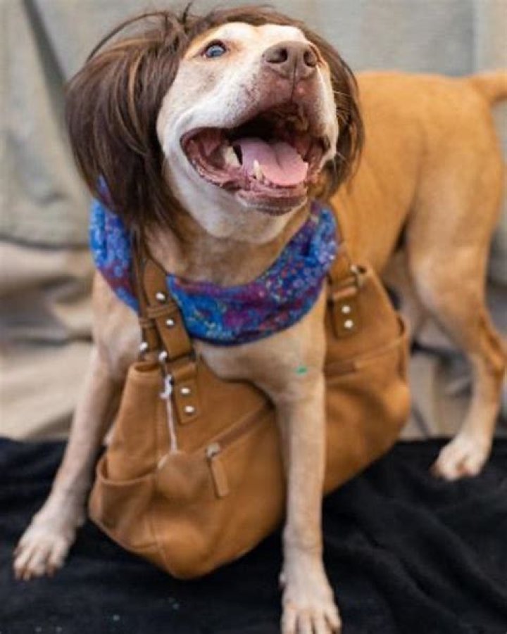 Shelter Dresses Pups up as 'Senior Petizens' to Draw Attention to Their Older Dogs