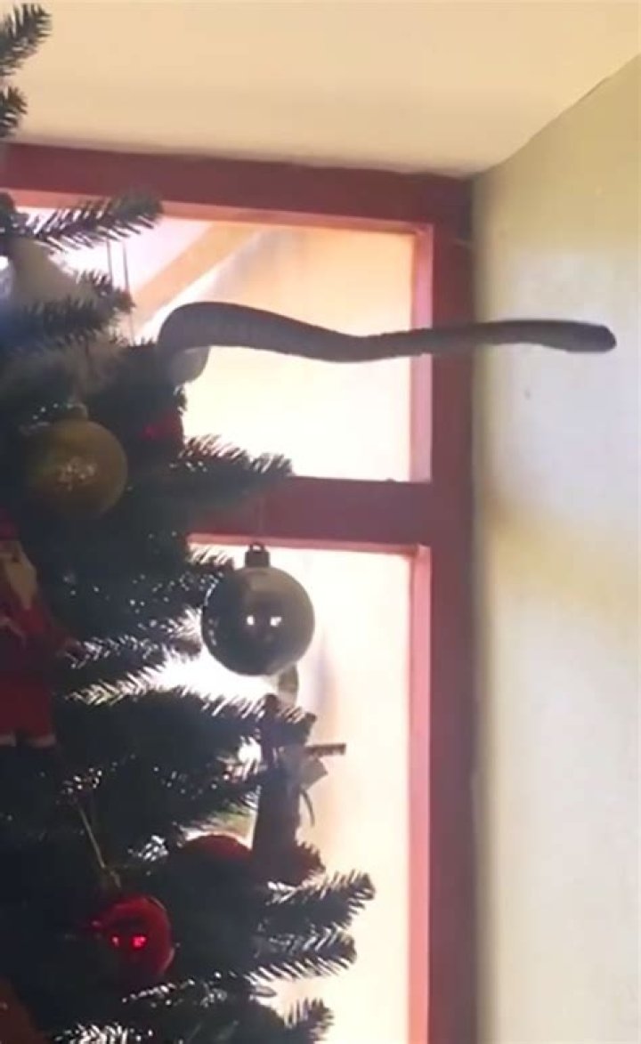 This Is Your Friendly Reminder to Make Sure There Isn't a Deadly Snake Just Chilling in Your Christmas Tree