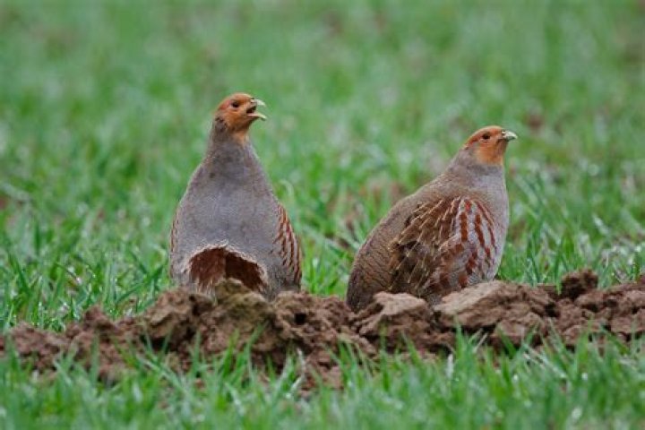 What is Millie Partridge’s Age? Biography, Wiki, Net Worth, Parents & Facts