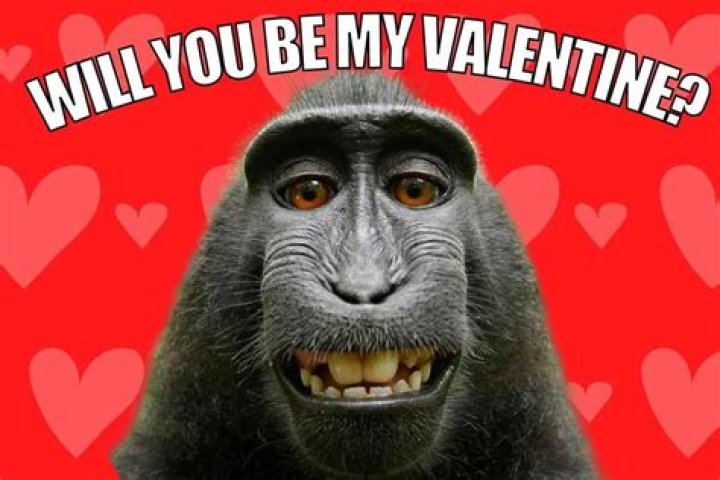 Will You Be My Valentine Memes and Fun Photos